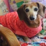 New Jasra Tee for Dachshunds by Eight Trees Company - The Tailoress PDF Sewing Patterns