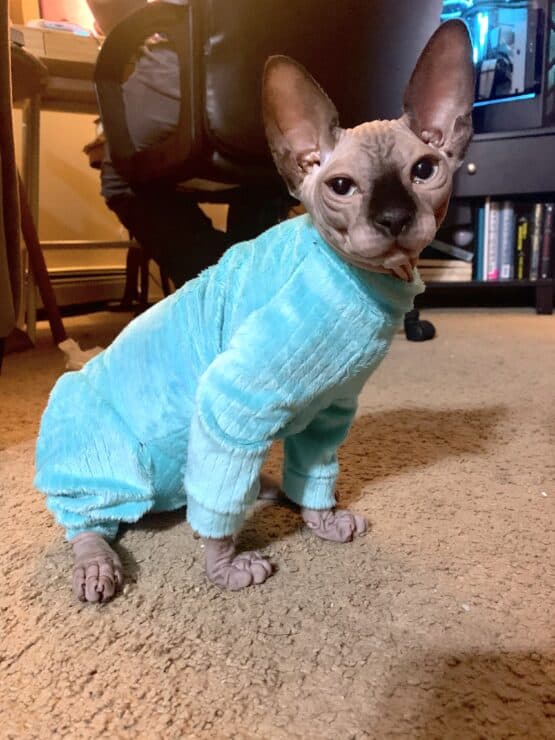 50 Sizes Sphynx Cat Pyjama Pattern - Cleopatra Pyjamas Four Legged for Cats - The Tailoress PDF Sewing Patterns
